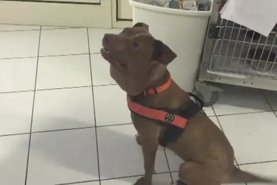 Sardegna, il futuro della Onlus Effetto Palla per gli animali di nessuno