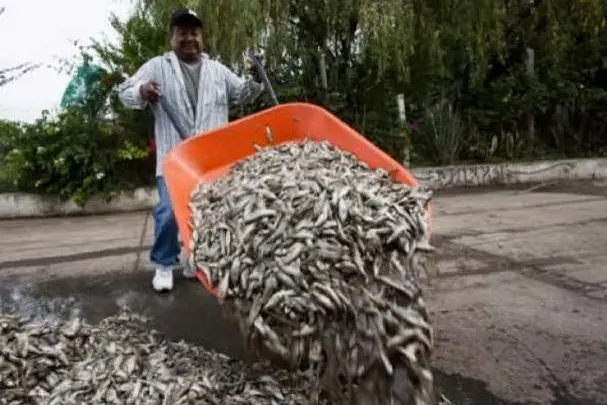 Moria di pesci in Messico
