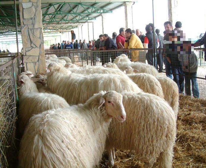 La fiera del bestiame di San Mauro torna dopo 70 anni